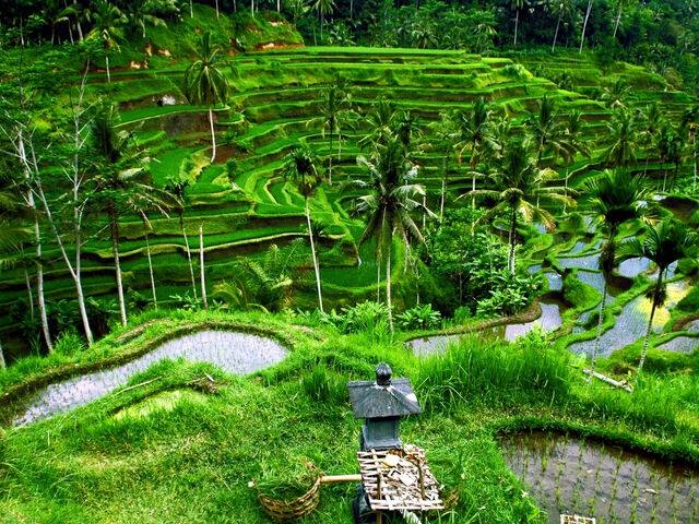 GÖRKEMLİ TROPİKAL ADA BALİ TURU Singapur Hava Yolları 5 Gece 